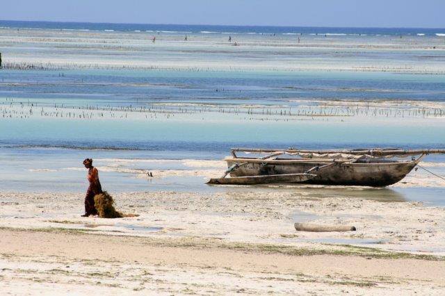 C. TRAPP - Culture d'algues à Zanzibar